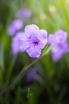 The background image of the colorful flowers, background nature