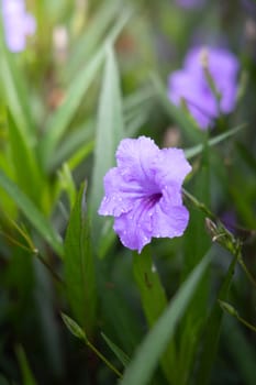 The background image of the colorful flowers, background nature