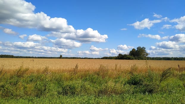 Flowering buckwheat field at the edge of the forest.