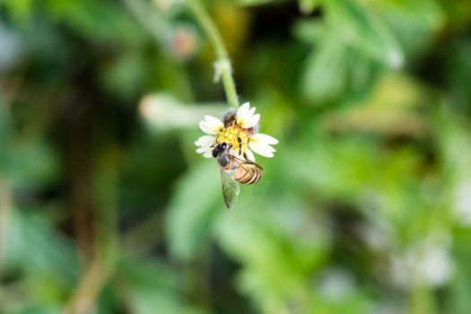 busy bee collecting nectar from a wild grass flower