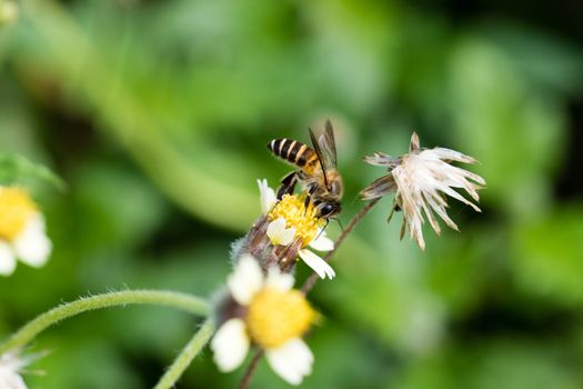 busy bee collecting nectar from a wild grass flower