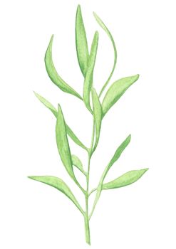green olive twig with leaves, hand-drawn watercolor painting