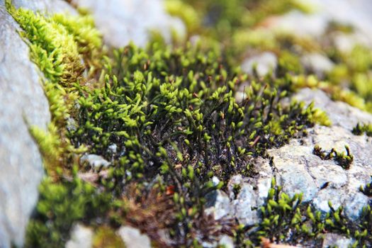 photo of nature green moss on the stones at summer