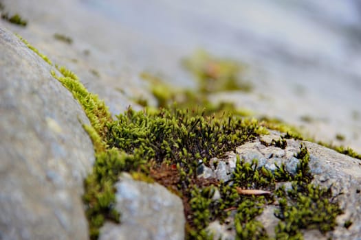 photo of nature green moss on the stones at summer