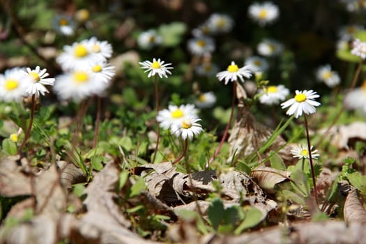 photo of blooming daisies in the forest among grass and fallen leaves