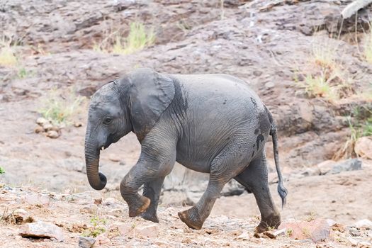 An African Elephant calf,  Loxodonta africana, with wet feet and trunk, walking