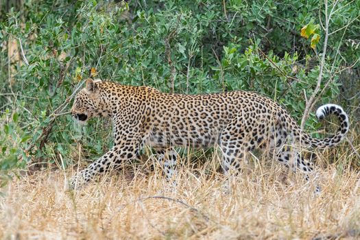 A leopard, Panthera pardus, with curved tail, walking against a green backdrop between grass