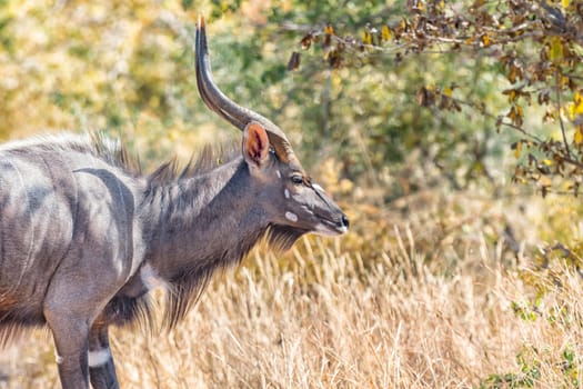 Close-up of an adult Nyala bull, Tragelaphus angasii