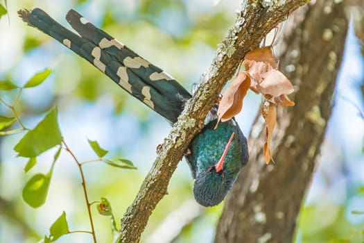 A Green wood-hoopoe, Phoeniculus purpereus, in an upside-down position