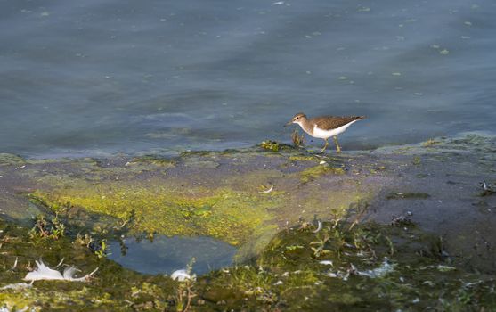 beach plover watching for food , seen from the new bird watching hut in stellendam , holland, the water is the haringvliet