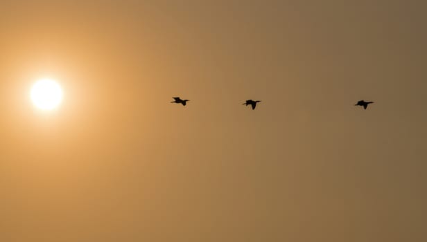 three cormorant birds fly during sunset with the sun left on the photo and copyspace for text