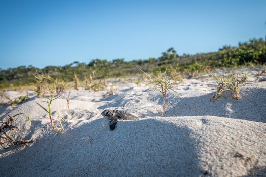 Baby Green sea turtle on the beach on the Swahili coast, Tanzania.