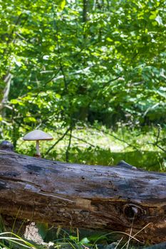 An inedible mushroom grows from log in forest. Natural organic toxic plants growing in wood