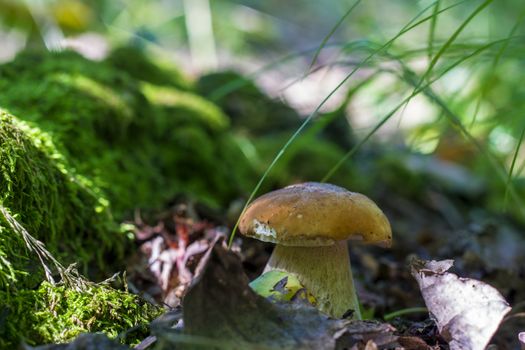 Boletus mushroom grows near log in moss. Natural organic plants growing in forest