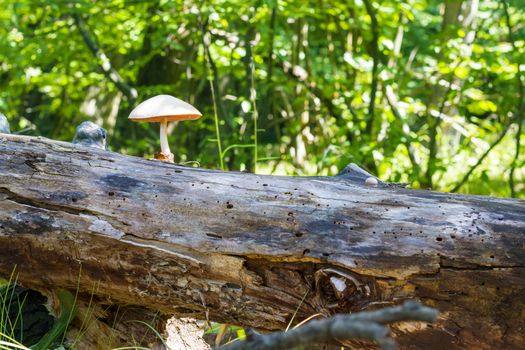 Mushroom grows from log in forest. Natural organic toxic plants growing in wood