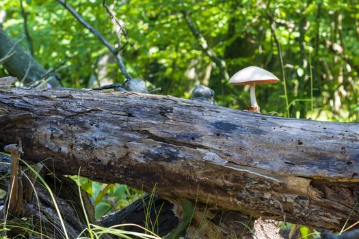 Non edible poisonous mushroom grows from log in forest. Natural organic toxic plants growing in wood