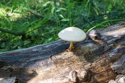 Poisonous mushroom grow from log in forest. Natural organic toxic plants growing in wood