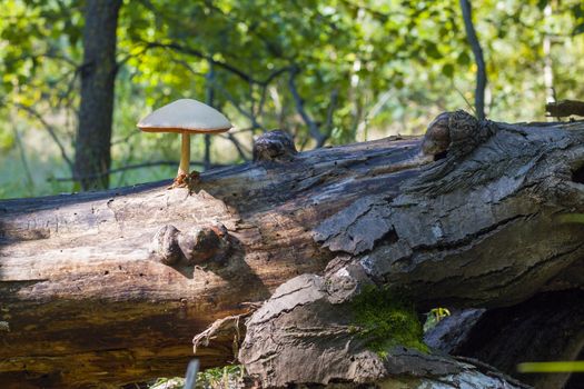 Poisonous mushroom growing from log log in forest. Natural organic toxic plants growing in wood
