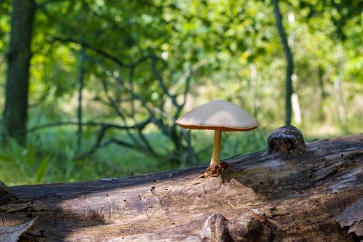 Poisonous mushroom grows from log in forest. Natural organic toxic plants growing in wood