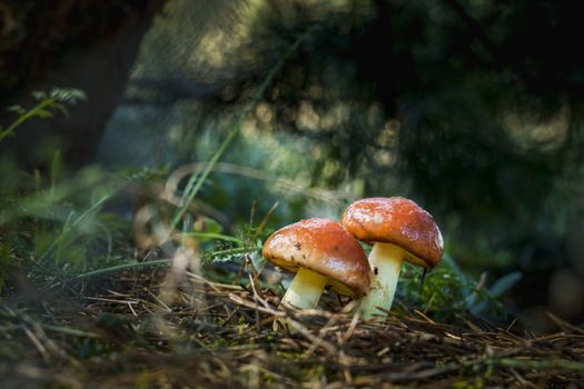 Two mushrooms grows in dark sunlight. Natural organic plants growing in darkness bokeh wood