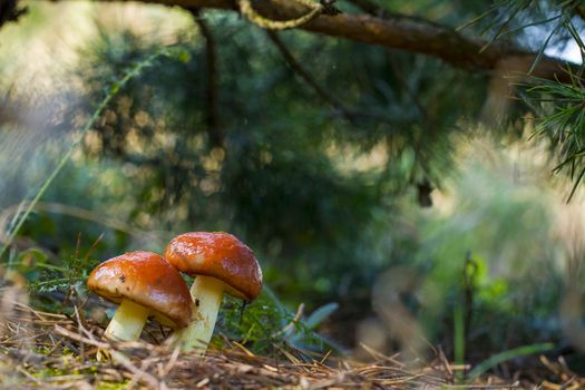 Two mushrooms stretch towards the sunlight Natural organic plants growing in darkness bokeh wood