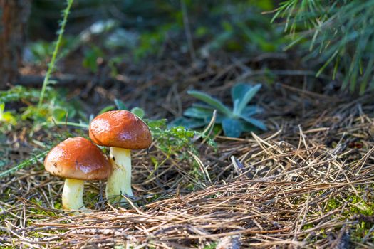 two mushrooms Suillus grows. Natural organic plants growing in wood