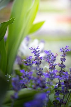 The background image of the colorful flowers, background nature