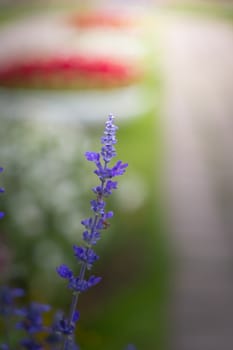 The background image of the colorful flowers, background nature