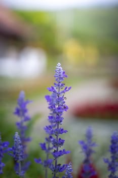 The background image of the colorful flowers, background nature