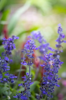 The background image of the colorful flowers, background nature