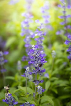 The background image of the colorful flowers, background nature