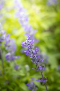 The background image of the colorful flowers, background nature