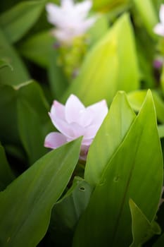 The background image of the colorful flowers, background nature