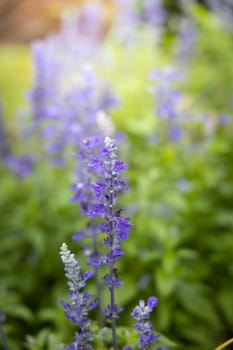 The background image of the colorful flowers, background nature