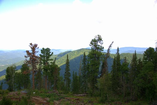 View of the mountain ranges overgrown with forest through a series of tall pines under the clouds. Altai, Siberia, Russia.