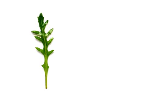 One arugula leaf isolated on white with clipping path. Fresh green arugula or rucola leaves top view or flat lay. Copy space for text.