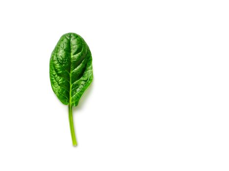 One baby spinach leaf isolated on white with clipping path. Fresh green baby spinach leaf with copy space. Top view or flat lay