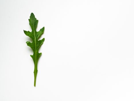 One arugula leaf isolated on white background. Fresh green arugula or rucola leaves top view or flat lay. Copy space for text.