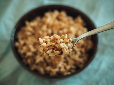 Boiled spelt in spoon and unfocused in bowl. Cooked spelt seeds in selective focus. Copy space