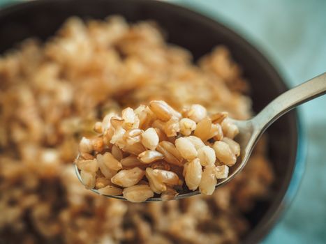 Boiled spelt in spoon and unfocused in bowl. Cooked spelt seeds in selective focus. Copy space