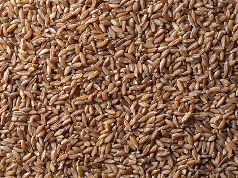 spelt seeds texture as food background. Spelt seeds pattern top view or flat lay