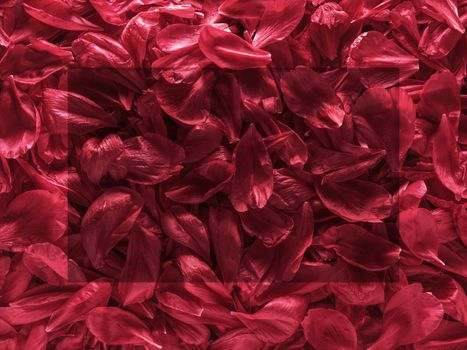 Background of red peony petals. Bright saturated red purple peony pattern background. Burgundy floral texture can use as wallpaper, card design