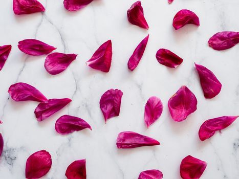 Red burgundy peony petals flat lay on white marble background. Flower petals for minimal holiday concept. Creative layout made of flowers leaves. Flat lay pattern.