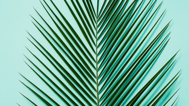 Palm leaves on pastel blue background. Tropical palm leaves top view or flat lay. Copy space for text or design. Horizontal banner. Tropical palm leave, jungle leave floral pattern background