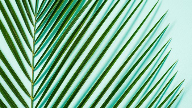 Palm leaves close up on pastel blue background. Tropical palm leaves top view or flat lay. Copy space for text or design. Horizontal banner. Tropical palm leave, jungle leave floral pattern background