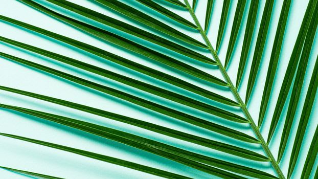 Palm leaves close up on pastel blue background. Tropical palm leaves top view or flat lay. Copy space for text or design. Horizontal banner. Tropical palm leave, jungle leave floral pattern background