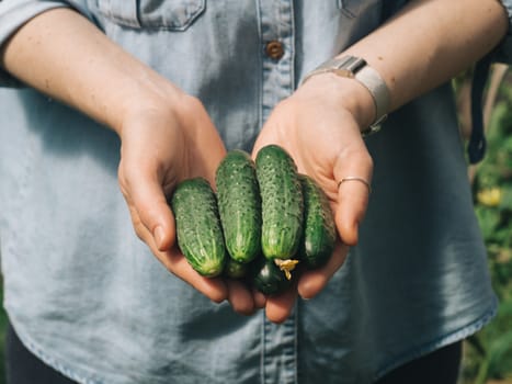 Fresh cucumbers in female hands. Unrecognizable young hipster woman in denim shirt hold organic cucumbers in her hands in vegetable garden. Natural daylight. Hands hold heap of cucumbers outdoors.