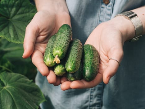 Fresh cucumbers in female hands. Unrecognizable young hipster woman in denim shirt holding organic cucumbers in hands in vegetable garden. Natural daylight. Hands hold heap of cucumbers outdoors.