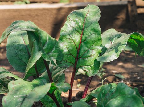 Organic Beet Leaves Grown in Garden. Chard leaves in garden, natural daylight. Copy space for text