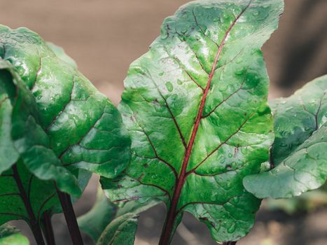 Organic Beet Leaves Grown in Garden. Chard leaves in garden, natural daylight. Copy space for text